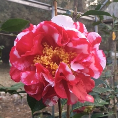 John Newsome Variegated